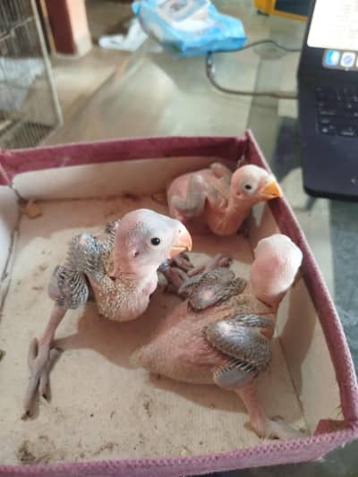 Green ring neck chicks available home bread top quality