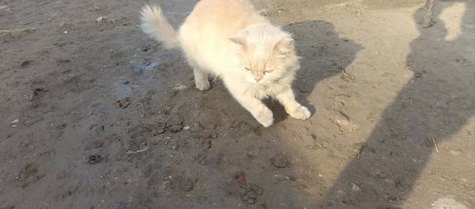 Persian cat