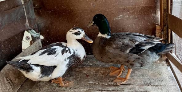 Duck pair for sale | Egg laying ducks