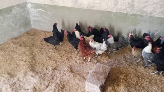 Astrolop eggs Available and Vaccinated
