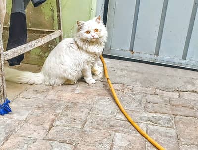 Persian cat