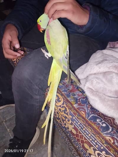 fully friendly talking parrot for sale 03054636833