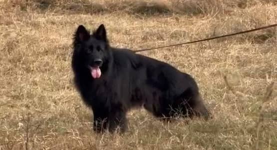 German Shepherd long coat Pedigree mail available confirm studfor sale