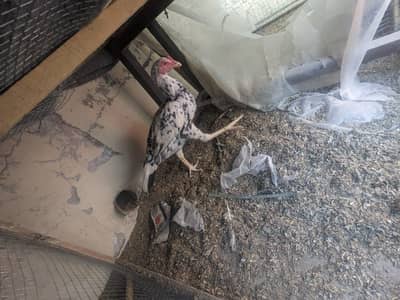 aseel mianwali hen breeder madi egg lying