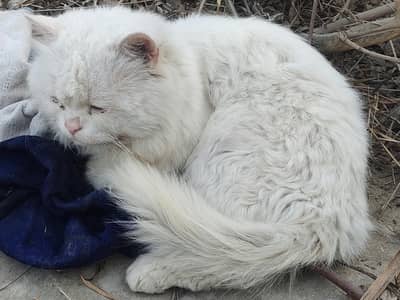 boht piyara bila ha ghar ka ha full white ha shoq wale rabta kree