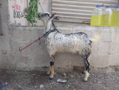 Barbara Breeder andu Bakra for sell