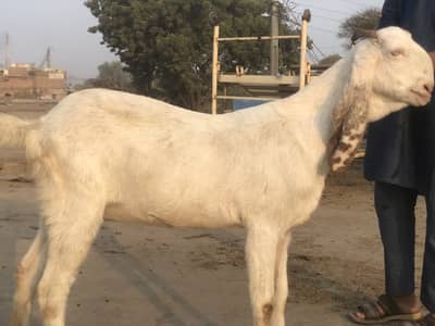 Masha allah boht hi Achi bakriyan available