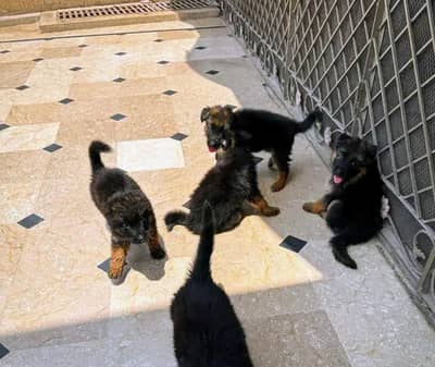 100%orginal puppy forsale anyoneinterest contactme what'spp03157036766