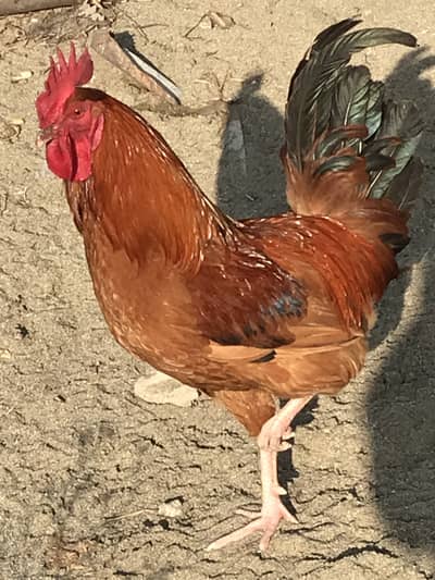 Dessi murgy golden missri chikken 0/3/0/4/0/5/1/0/7/6/5