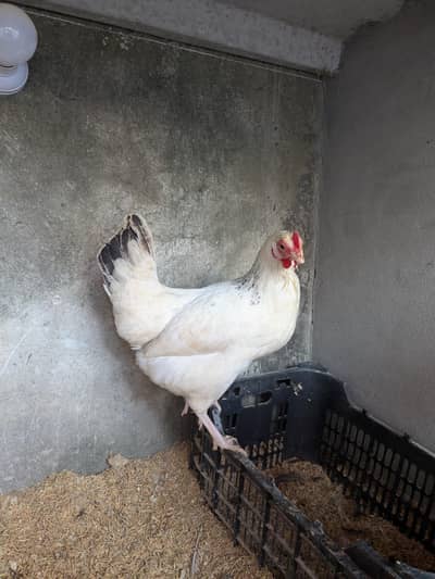Desi misri hens for sale