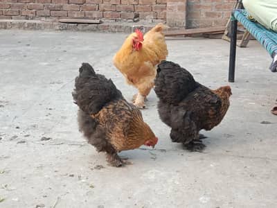 Golden Buff / Black Buff