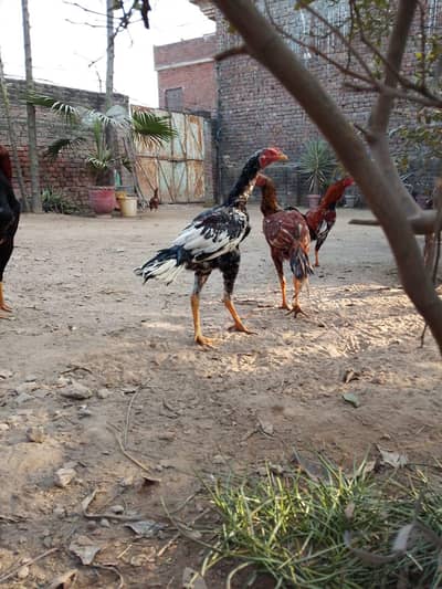 Aseel pathy pathiyan for sale