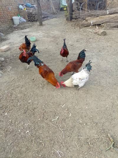 Desi Murghy For Sale