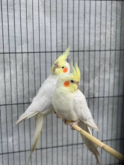 cockatiel Breeder Pair