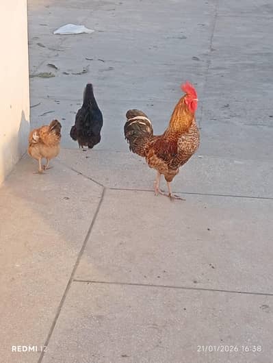 hens for sale