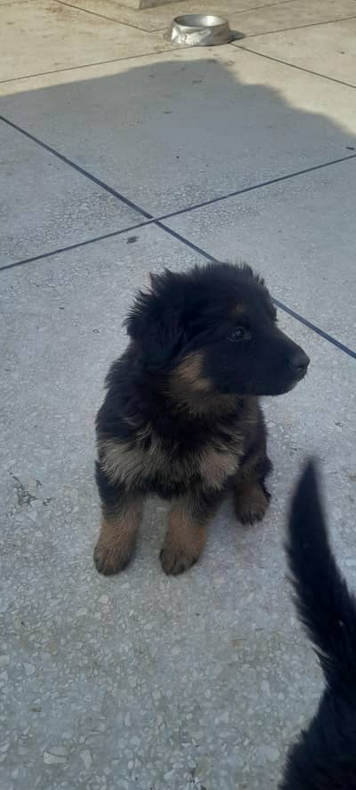 German shepherd puppy's for sale