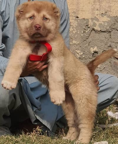 Alabai Dog| King Alabai | Alabai puppy| Alabai | Alabai |blue eyes