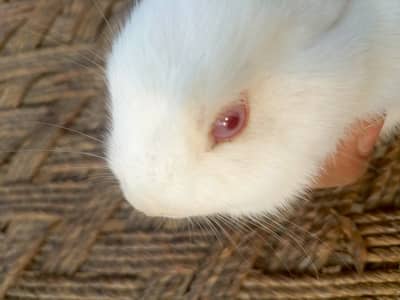 One month age 1000 rabbit