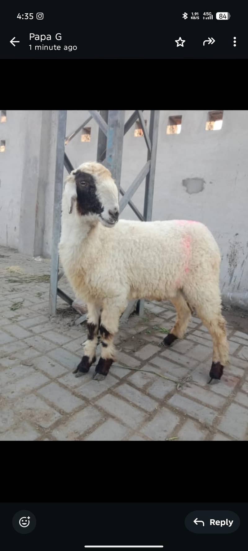 Male chatra - Sheep - 1110604063