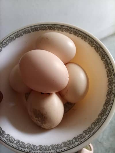 Aseel eggs for sale