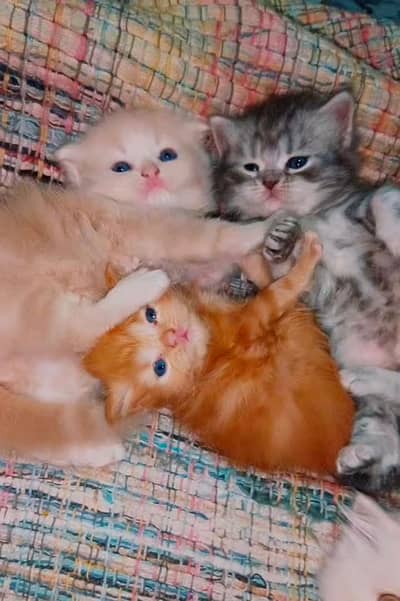 high quality kittens | Punch face kittens | Persian cat | cute Triple