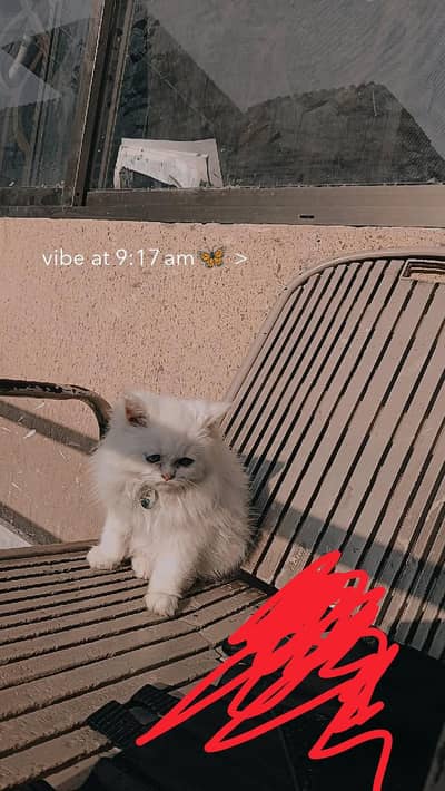 cat name ( smoky).  full active cate