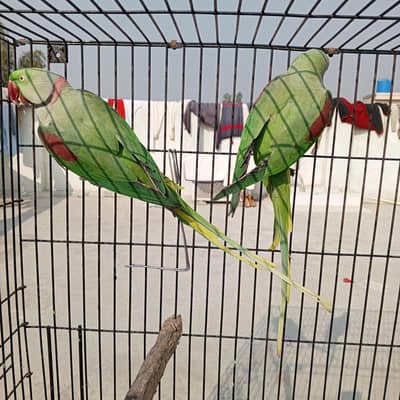 raw wild breader pair