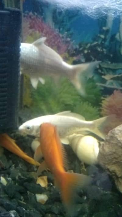 koi carp golden &white