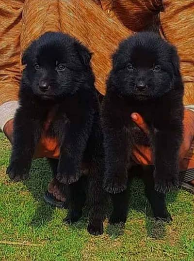 Black German Shepherd puppies pair  for sale | gsd puppy |gsd