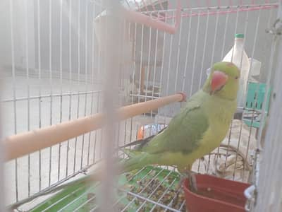 green parrot talking with cage gender not confirmed