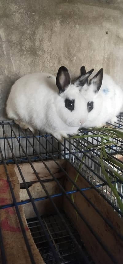 hotot rabbit Good quality friendly
