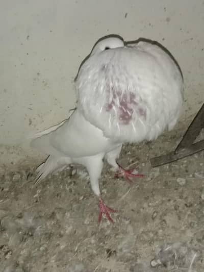 Norwich Pigeon | Jacobin | Naqab posh | pom | gobara kabutar | Frill
