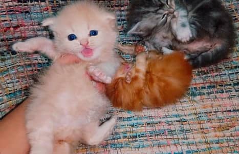 high quality kitten | Punch face kitten | Persian cat | Fluffy kittens