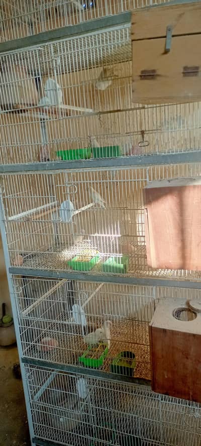 albino red eyes & splits eyes Hain