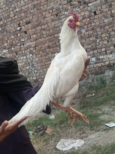 paper white and black aseel