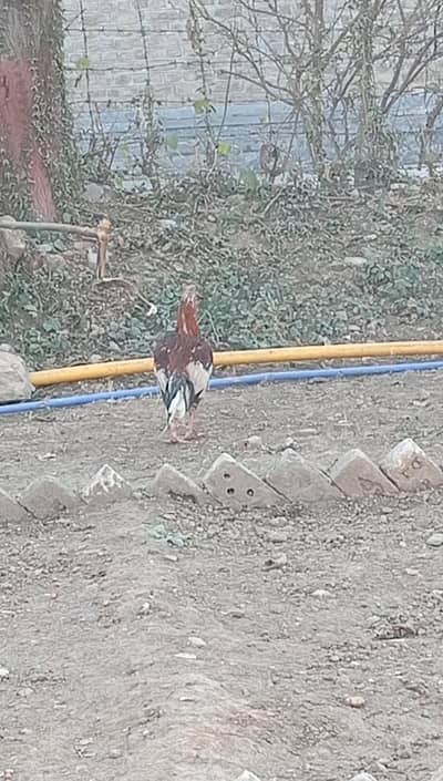 boht achi nasal Ka morgha Hy