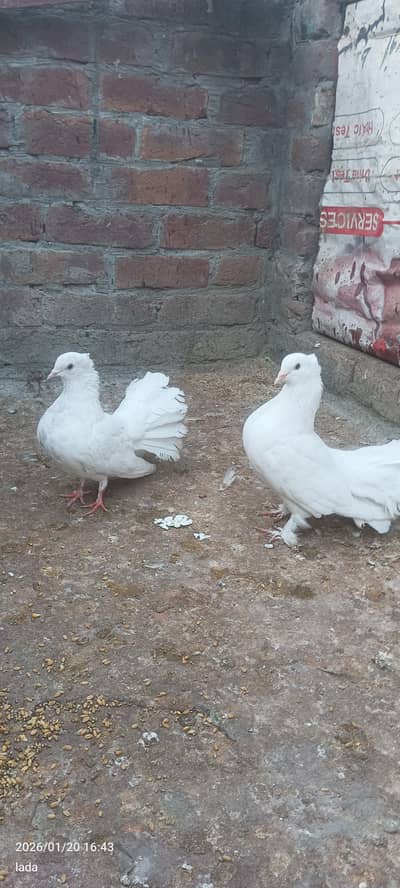 1 lakha pair full paper white