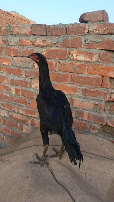 Thai Aseel Black patha