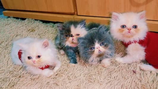 high quality kitten | punch face kitten | Persian cat | Fluffy kittens