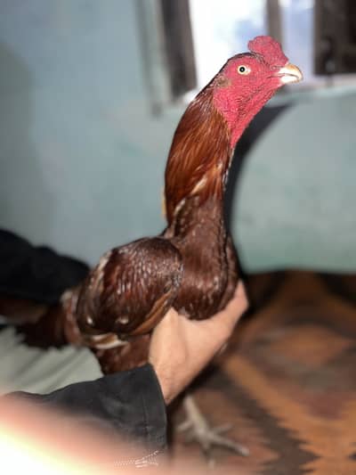 Aseel patha healthy and active