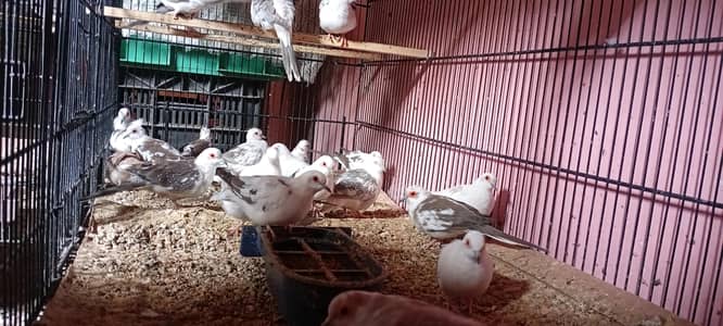 Diamond pied doves and red doves available