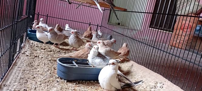 Diamond pied doves and red doves available