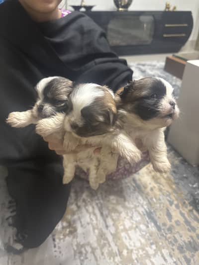 Shitzu puppies