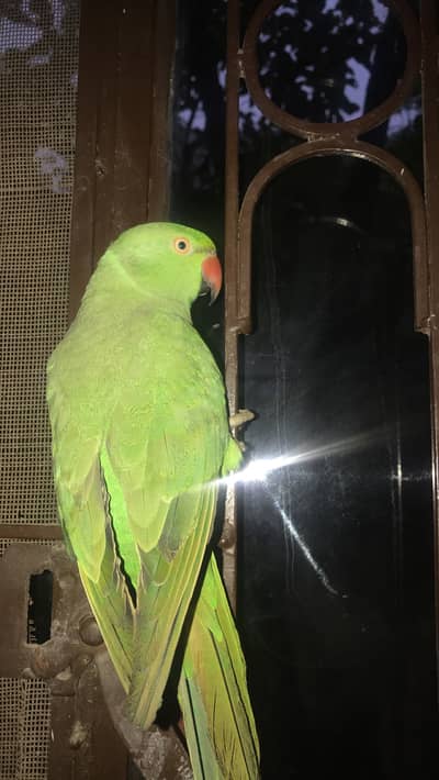 Female parrot for sale