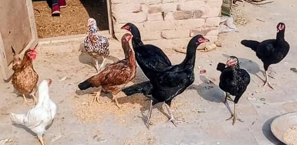 4 Aseel Pathian (Rs 2000 final) (Egg  lying started)