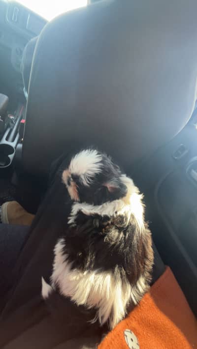 Shihtzu puppies