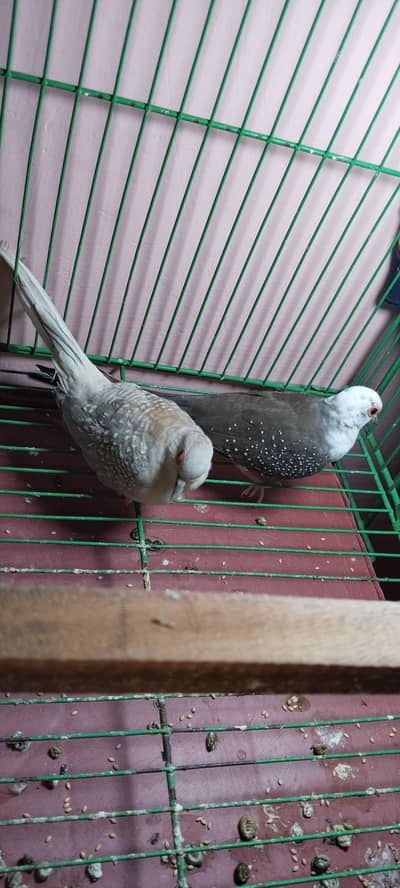 China dove for sale breeder pair