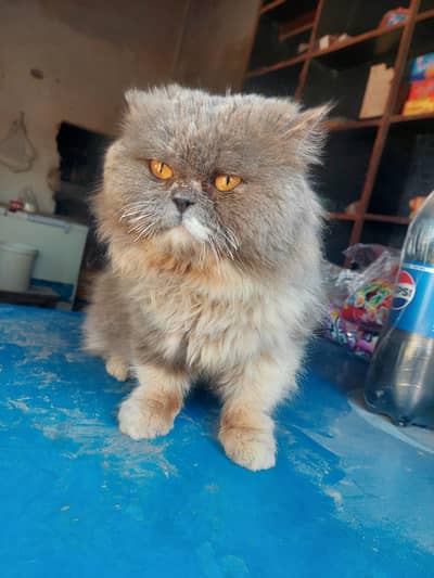 Beautiful Grey Persian Cat for Sale - Healthy and Active