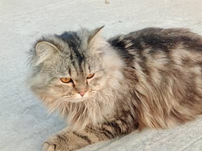 Tabby Pattern Persian Breeder