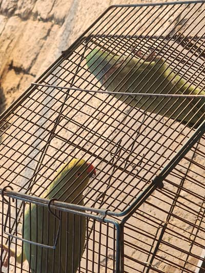 i m sall my ringneck parrot